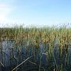 reed bed
